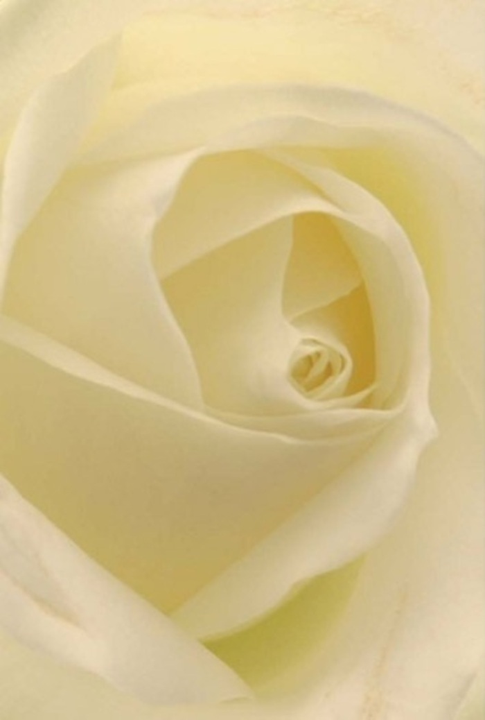 In this close study of a classic white rose, serenity unfolds with each delicately layered petal-tones of white and gentle cream blending seamlessly like the soft daylight that streams through New Southgate's leafy avenues. The composition is refined yet inviting: the spiraling heart at the centre reveals nature's quiet resilience and purity, while subtle gradients of colour and shadow lend depth and sophistication to the blossom's form. This rose, luminous as if lit from within, feels both modern and timeless-a perfect gesture for heartfelt occasions, from apologies or confessions to the elegant sophistication needed for a local wedding celebration. What strikes the eye is not just the near-perfection of its architecture, but also the sense of peaceful intention behind the arrangement, surely the result of an attentive florist's hand. As the softest hints of petal scent seem to infuse the air, one might imagine its gentle presence gracing homes near Oakleigh Park or commemorating cherished milestones within the New Southgate community. This bloom radiates universal hope and grace-an ever-appropriate choice for conveying any meaningful sentiment.